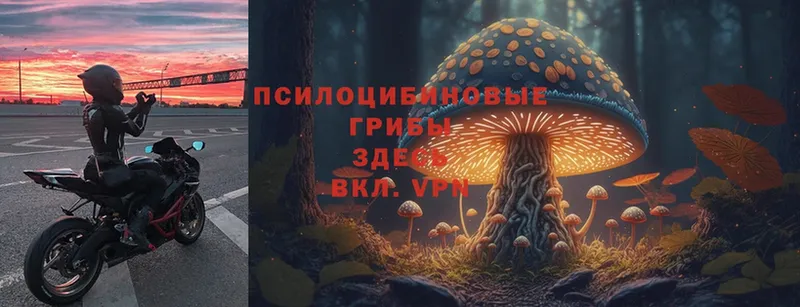 Псилоцибиновые грибы Psilocybe  как найти наркотики  Волоколамск 